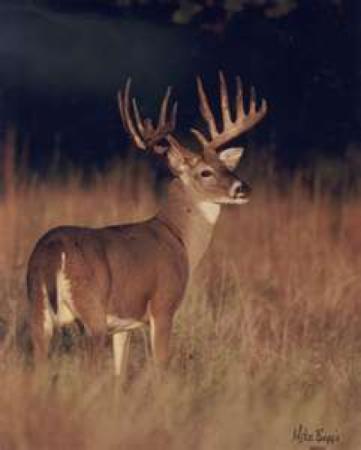 Town of Pound Ridge New York Official Website